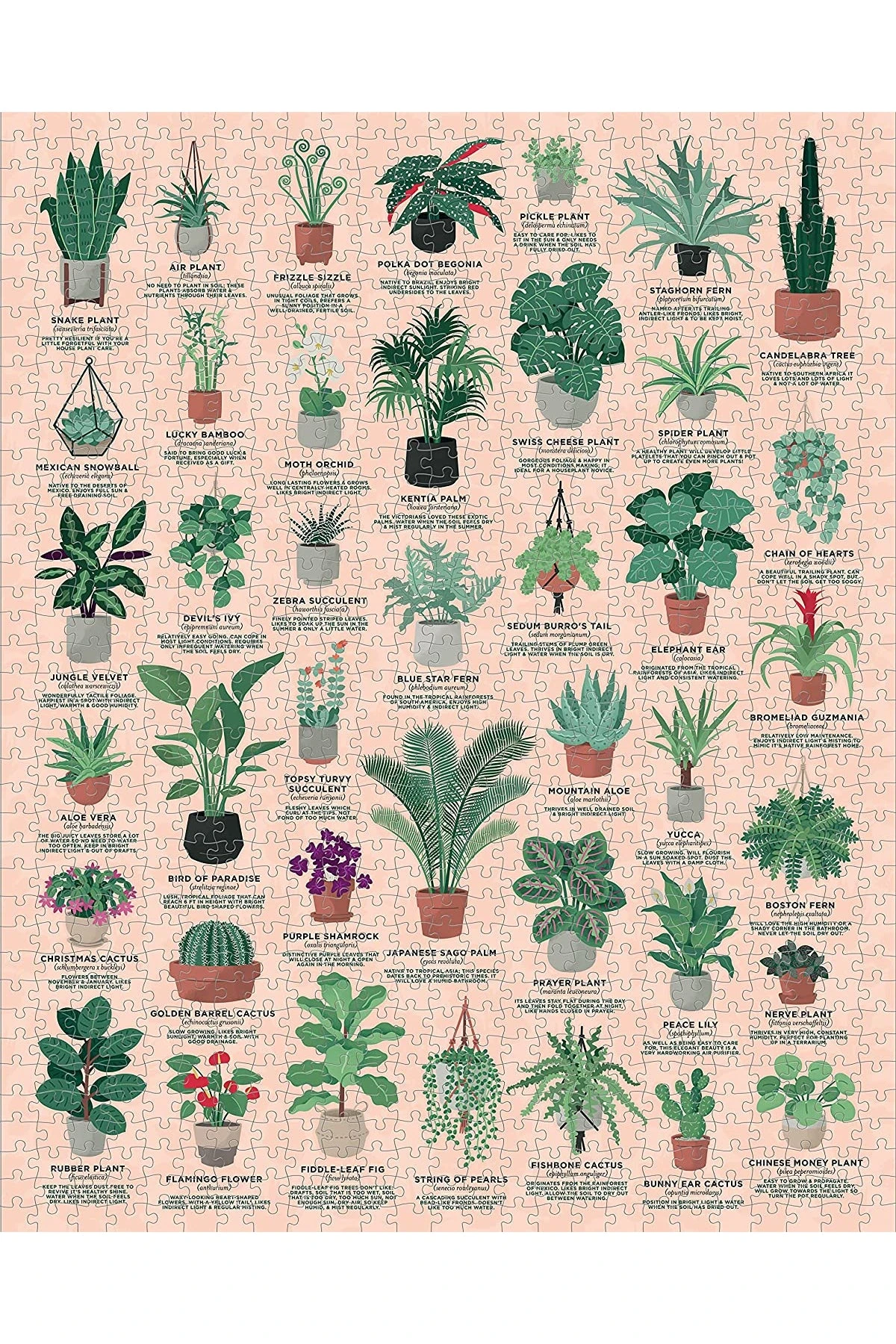 House Plants 1000 Piece Jigsaw Puzzle 4 House Plants 1000 Piece Jigsaw Puzzle - Image 2